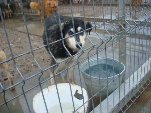 Abby x husky 3/4 ans Galati Roumanie ASSO UluKiba Nordic Rescue 10923210