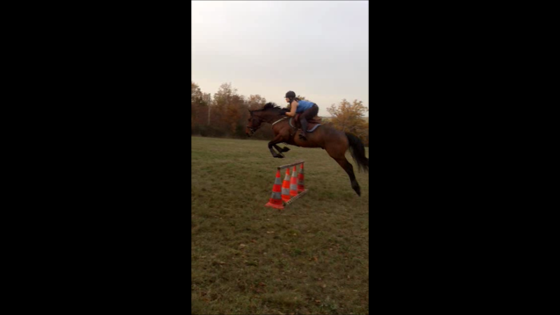 Exercices d'obstacles pour jeunes chevaux Instan11