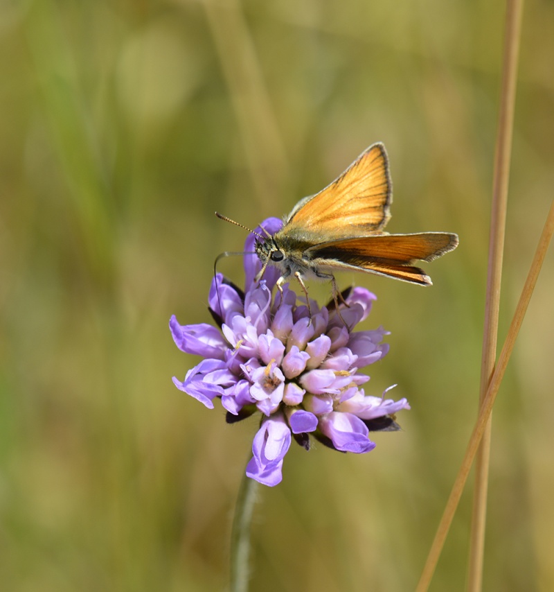 [Thymelicus sylvestris] Papillon Hespyr10