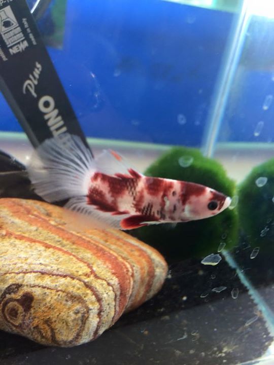 Betta koi 10917410