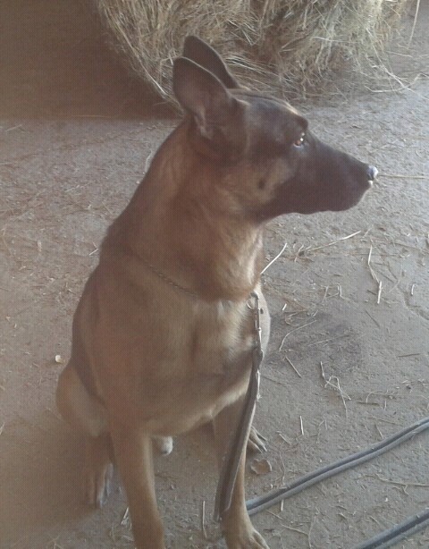Berger Belge Malinois - Page 2 64213_10