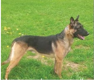 Berger Belge Malinois  Pika11