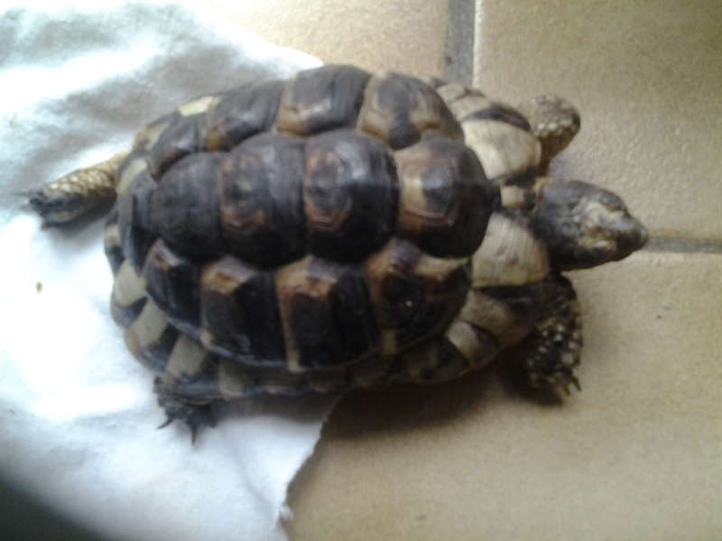 pourriez vous m'aider à identifier mes tortues svp 20150210