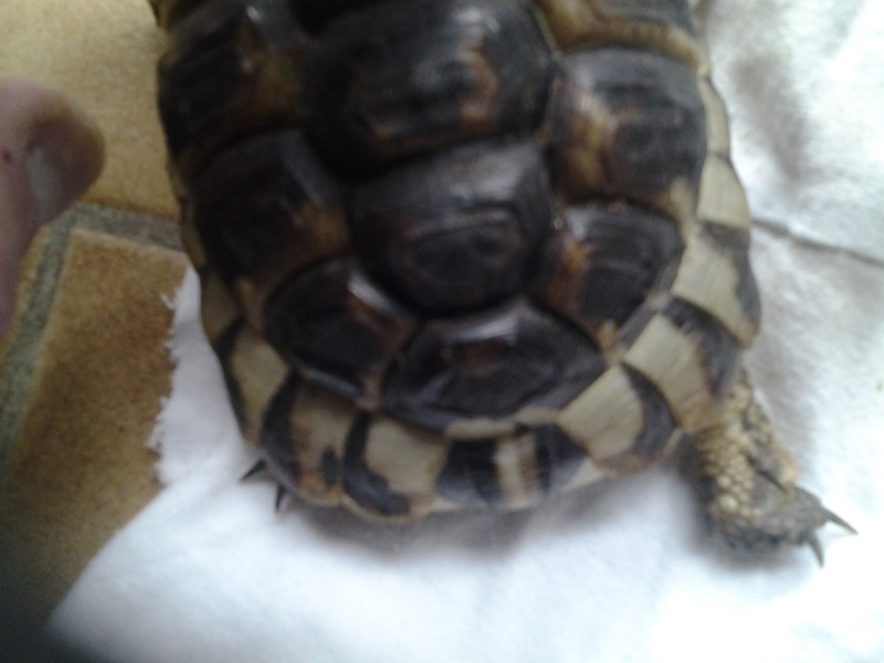 pourriez vous m'aider à identifier mes tortues svp 20150211