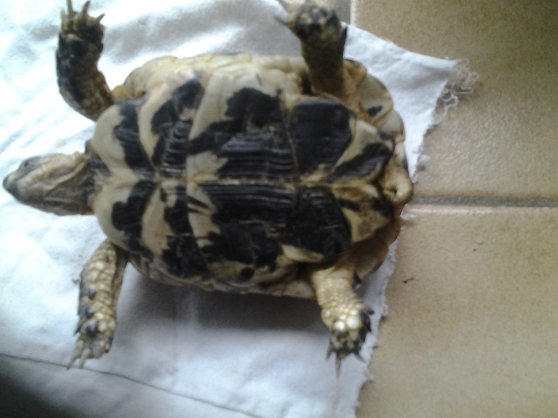 pourriez vous m'aider à identifier mes tortues svp 20150212