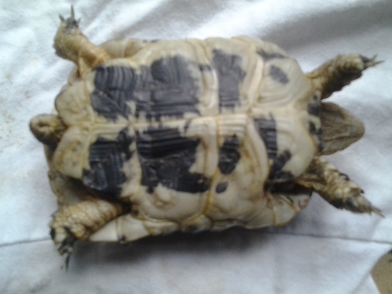 pourriez vous m'aider à identifier mes tortues svp 20150214