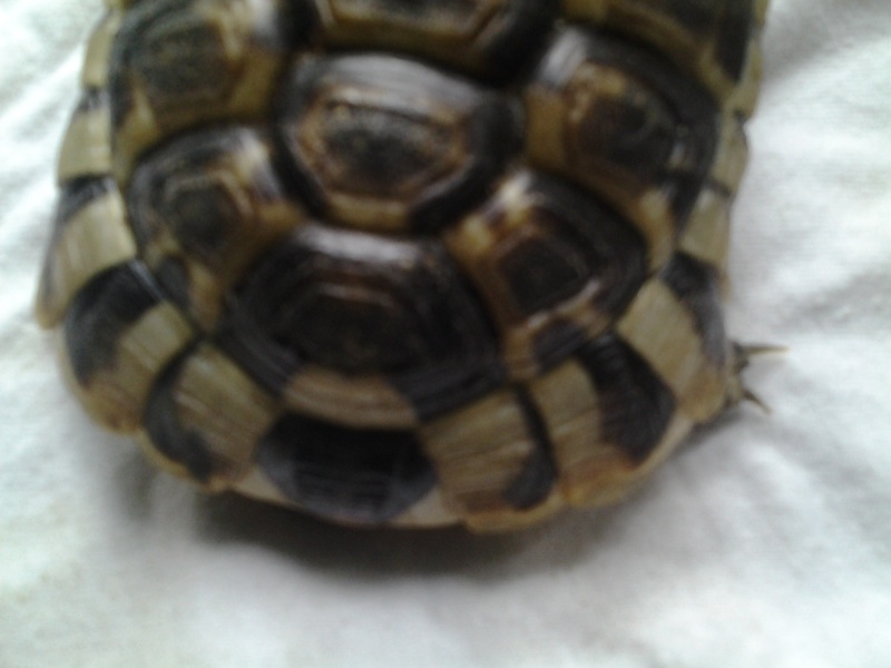 pourriez vous m'aider à identifier mes tortues svp 20150215
