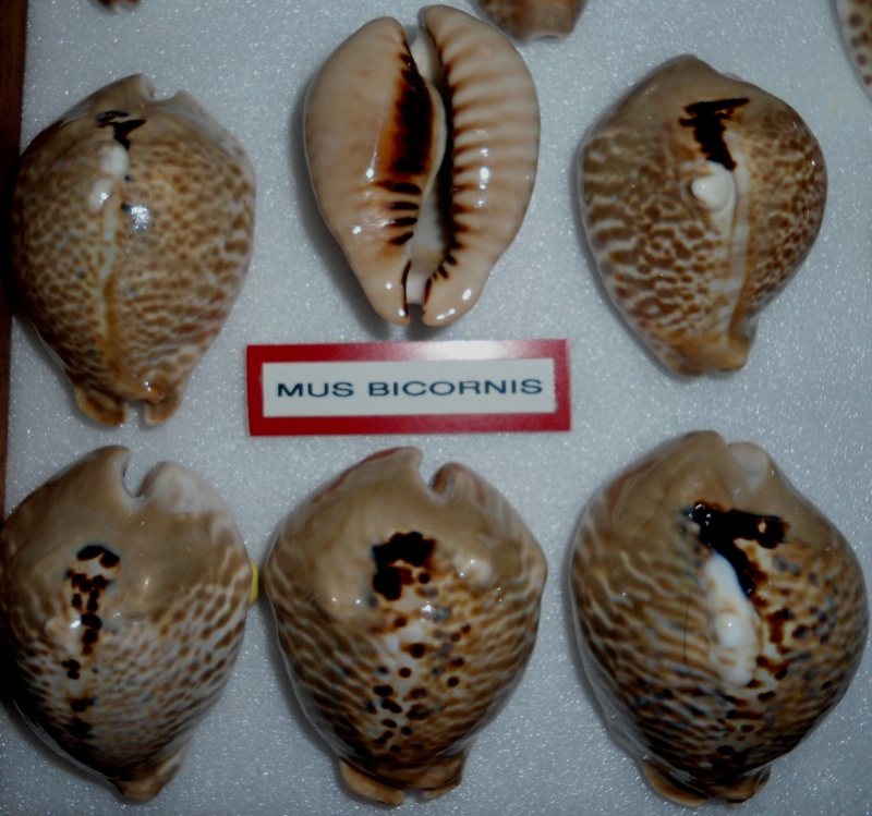  Cypraeidae Muracypraea - Discussion sur le genre, la planche Mus_bi10