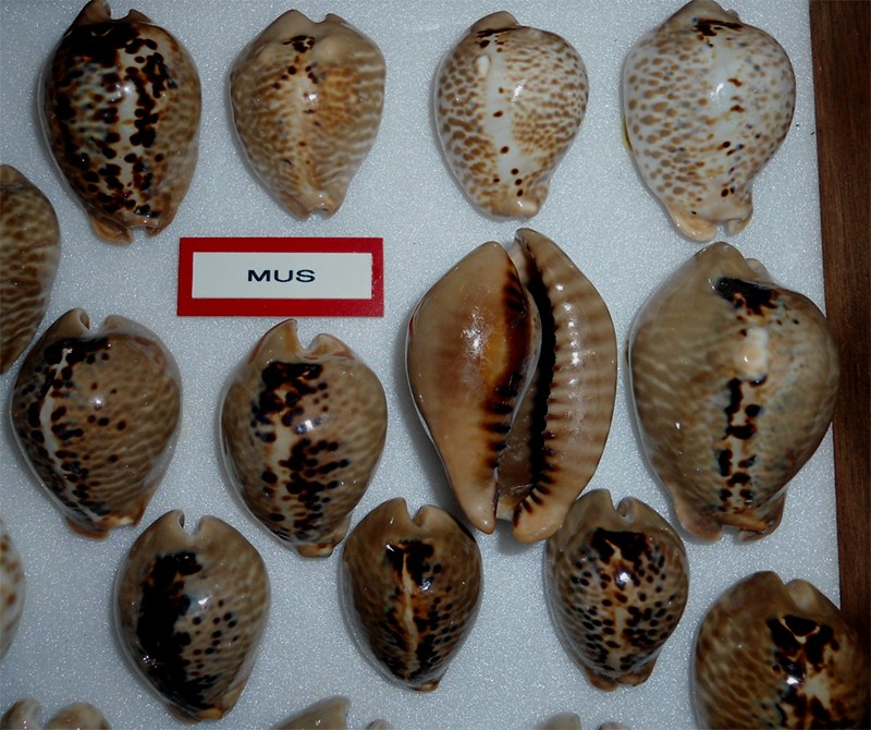  Cypraeidae Muracypraea - Discussion sur le genre, la planche Mus_mu10