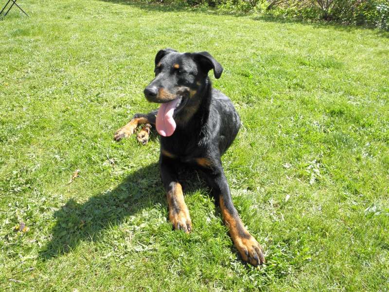 Les plus belles photos des nos Beaucerons - Page 4 Faust11