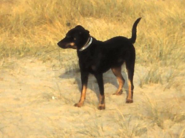 Les plus belles photos des nos Beaucerons - Page 4 Myphis10