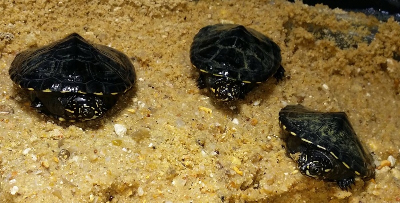 Tortues aquatiques de Bébert81 10849610