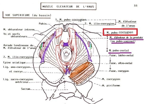diaphragme pelvien Pubo_c10