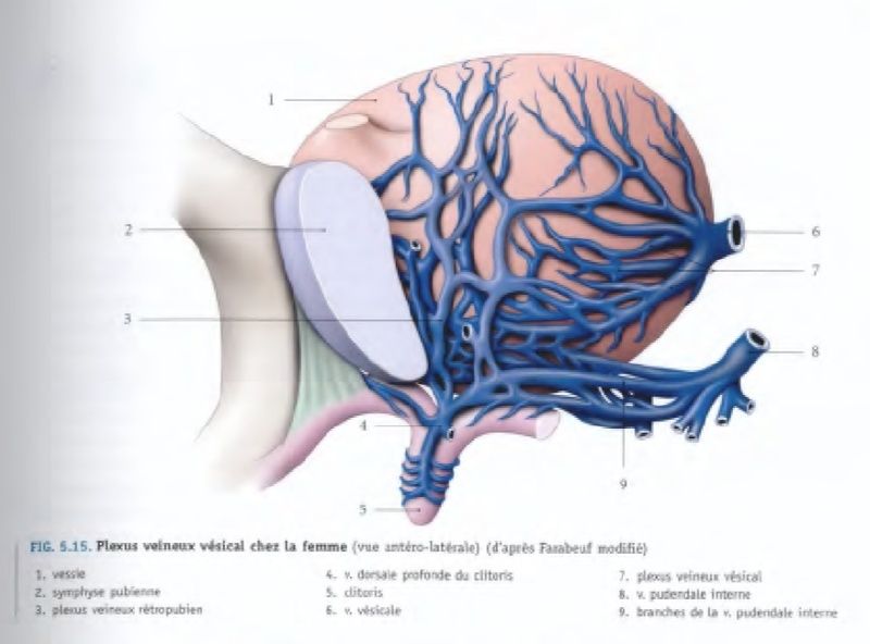 vascularisation veineuse vessie / muscles superficiels périnée / diaphragme uro-génital / récessus tubo-ovarique Veines10