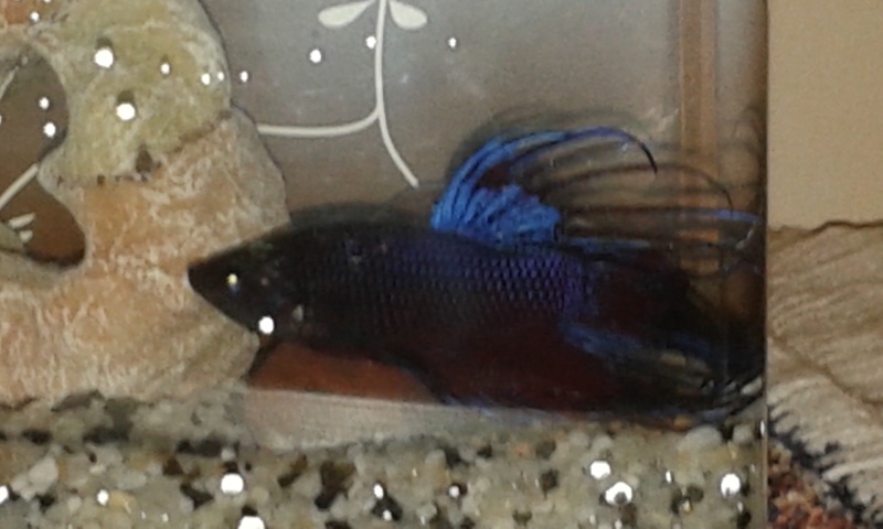 Mon nouveau Betta 20150111