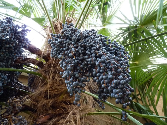 photos de fruits et graines de palmiers - Arecaceae - Page 2 P1020511