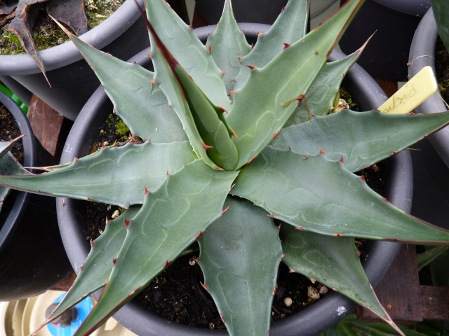 montana - Agave montana  P1020611