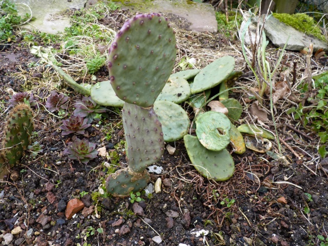 Opuntia azurea violacea P1020621