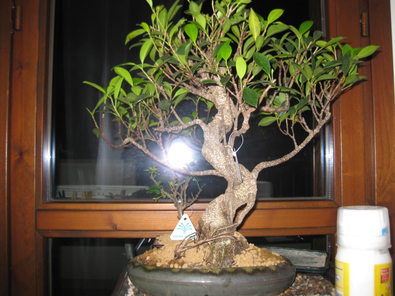 Ficus Retusa Bonsai.....che ha???? Img_1918