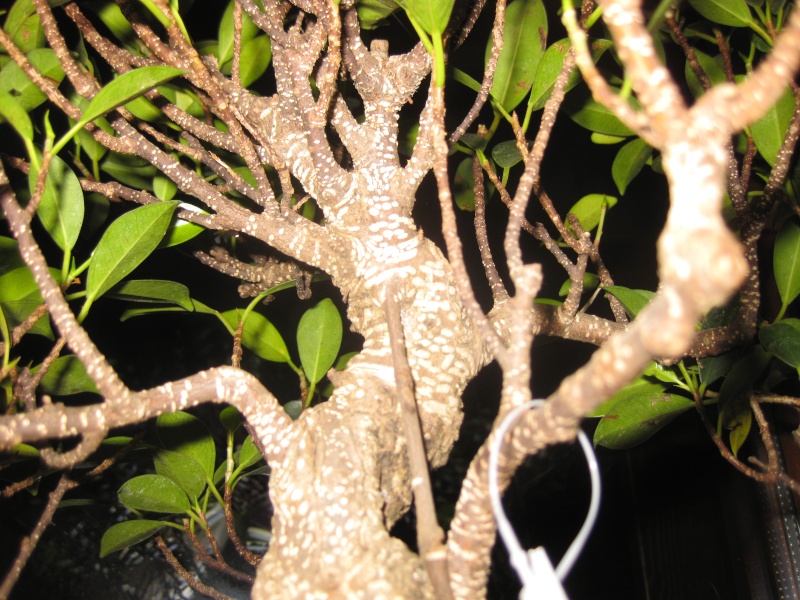 Ficus Retusa Bonsai.....che ha???? Img_1920