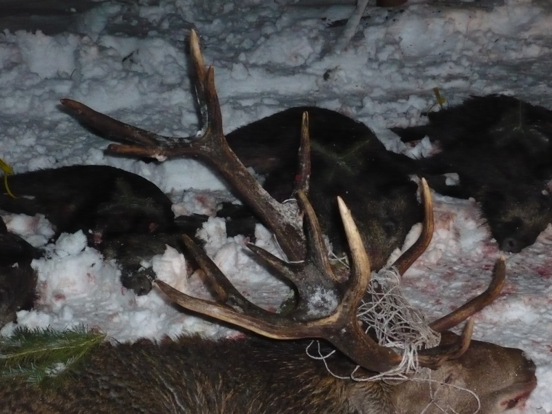 "Histoire de cerf" ou "une belle leçon d'humilité"  P1020314