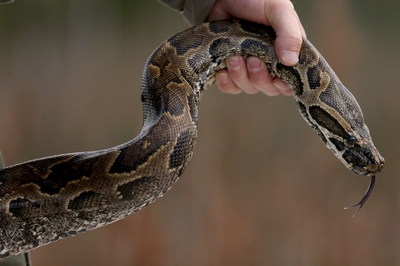 Postes Vacants Reptiles Python10