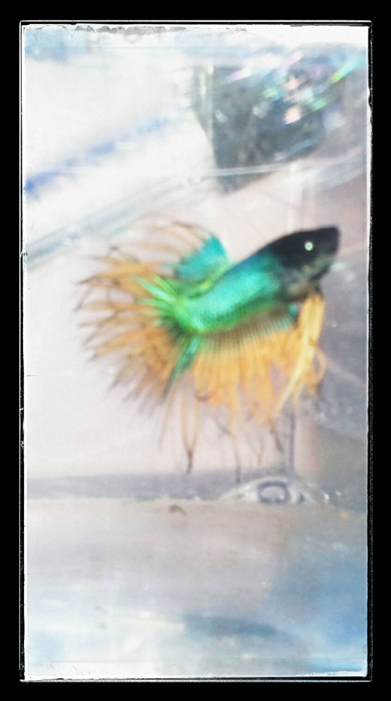 mon betta male crowtail Img_2017