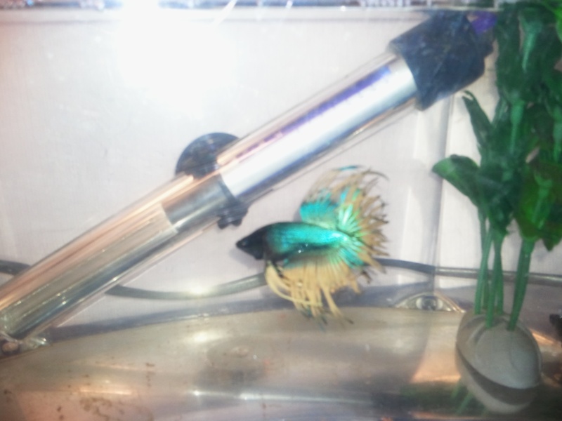 mon betta male crowtail Photo016