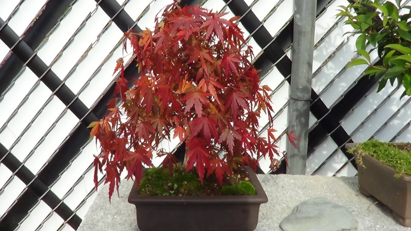 Show the Autumncolour from your bonsai - Page 5 Dsc00215