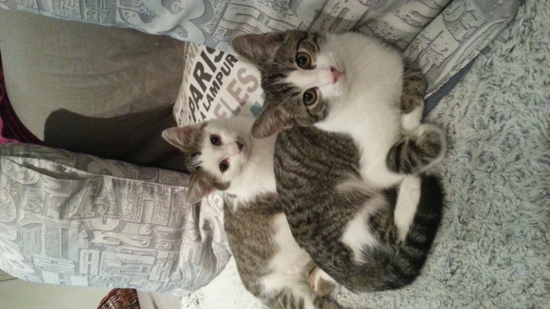 Deux chatons tigrés blancs 20150212