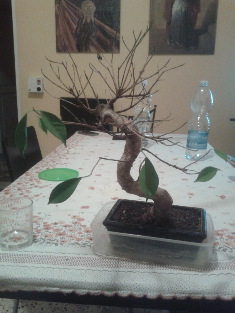 Ficus moribondo