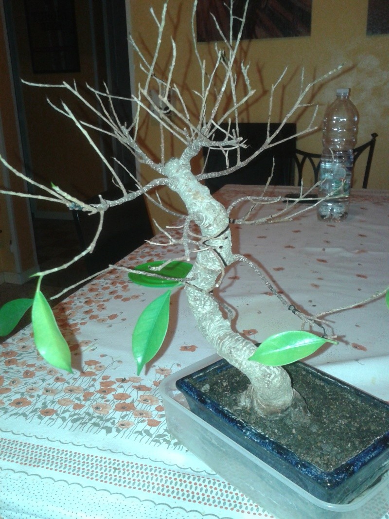 Ficus moribondo 20150211