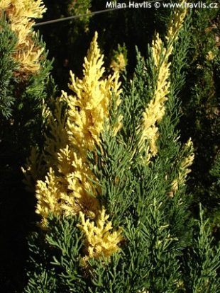 Juniper Chinensis (alba maculata) *UPDATE 7930-j10