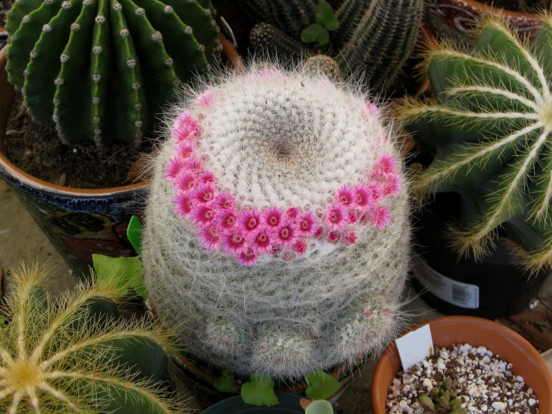 Маммиллярия Ханиана Mammillaria