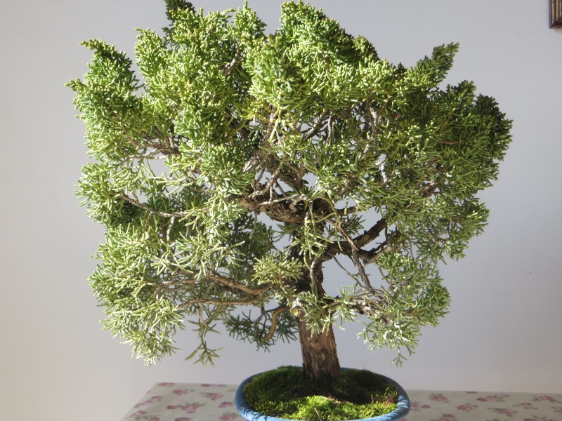 juniperus cinensis new Img_3412