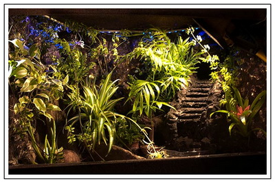 Tuto : Terrarium en bois planté c'est possible Terra_11