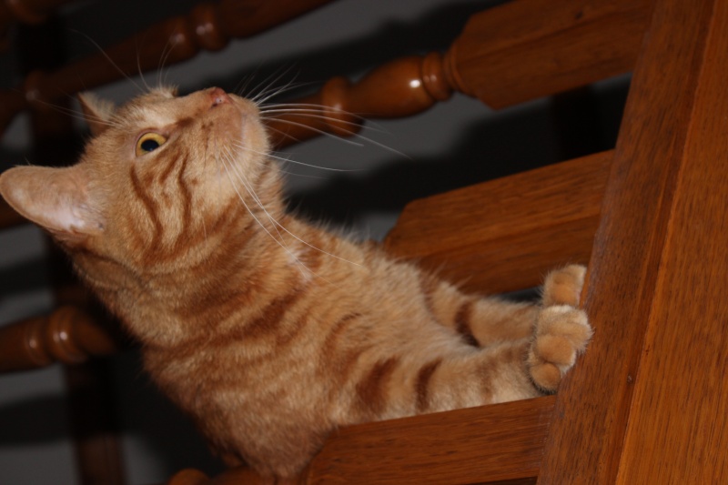 Coucou a tous Img_5011