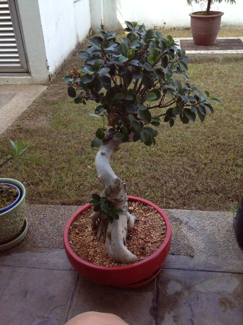 Bonsai or Not? Bonsai13