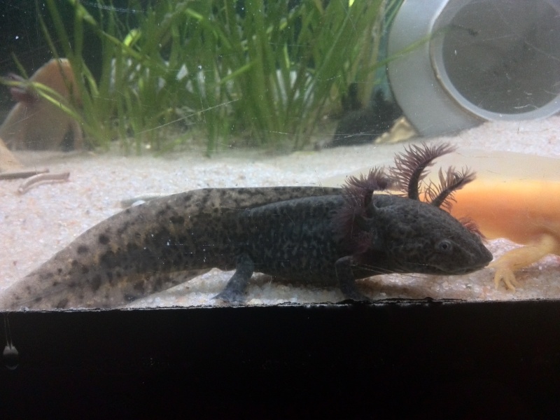 axolotls (ambystoma mexicanum) Img_2014