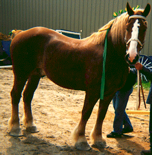 Hello there! Horse10