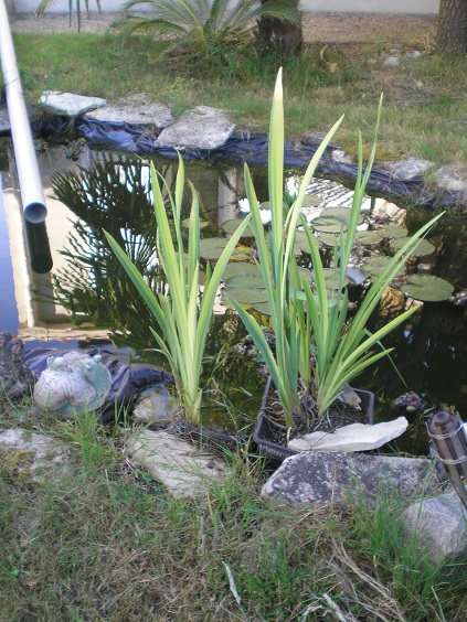 plantes bassin de jardin iris P1010014