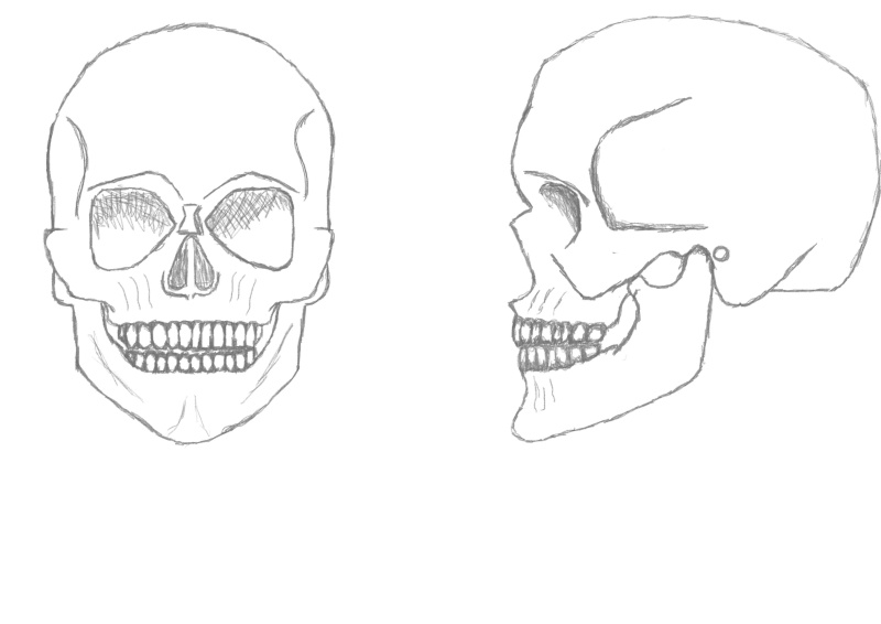 Mes Bases Anatom10