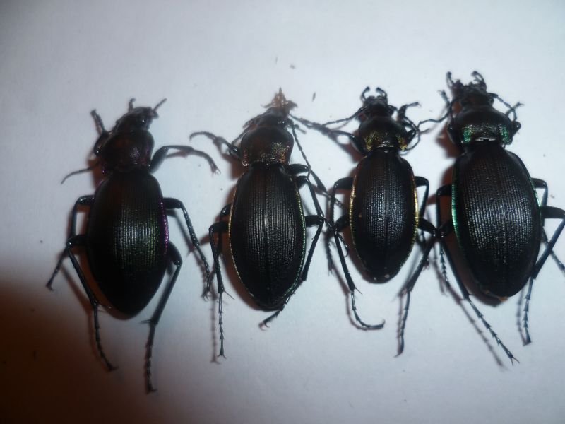 Variation Megodontus purpurascens en Haute-Loire Ex510