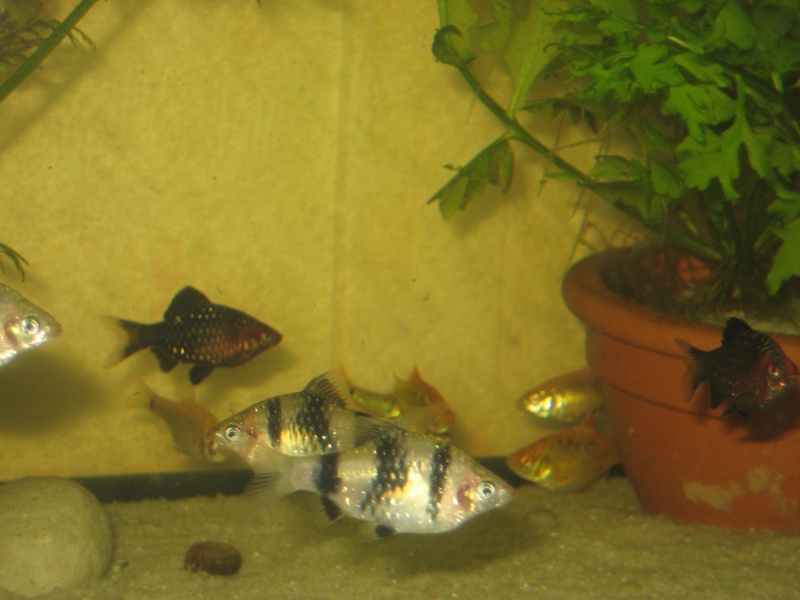 Photo de mon 200 L Poisso11