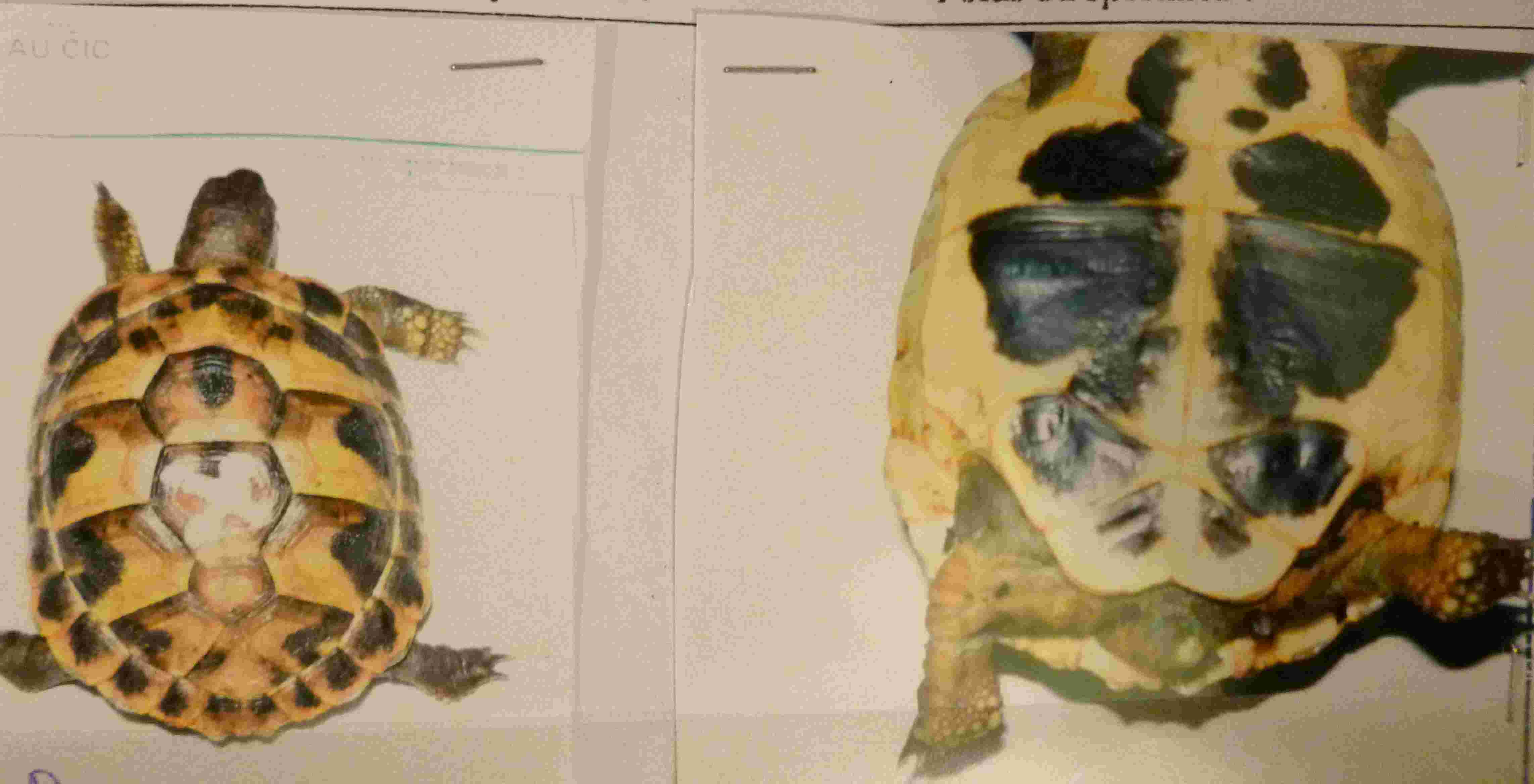 Identification tortue Hermann P1010611