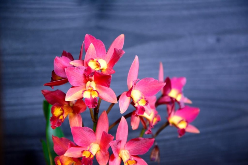 Orchideen auf der IPM Dsc_1416