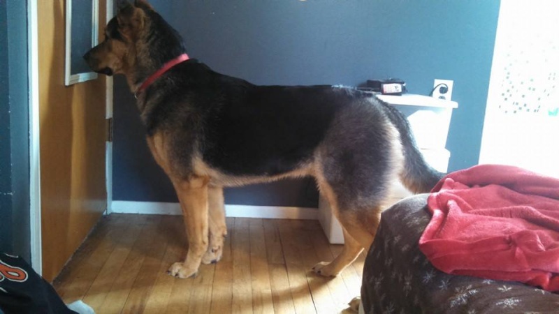 Rottweiler-German Shepherd...and Husky? 10363610