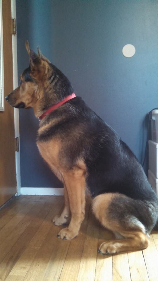 Rottweiler-German Shepherd...and Husky? 11025110