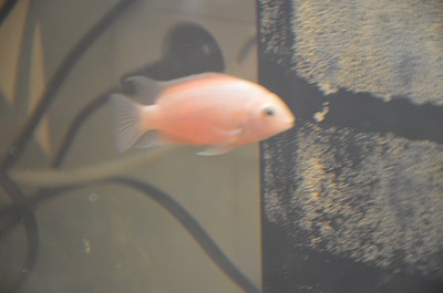 besoin identification poissons Poisso12