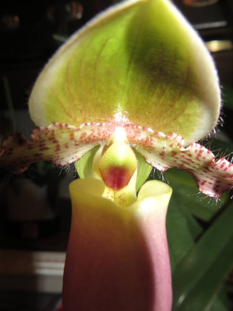 Paphiopedilum Orchid17